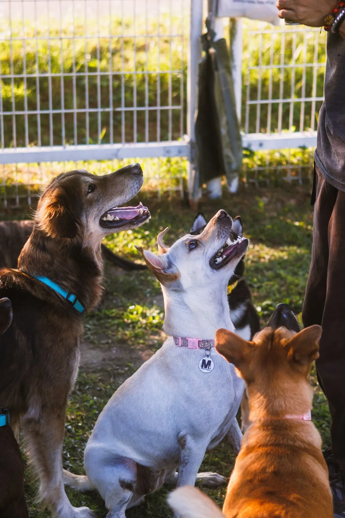 Melhorar o convívio com outros animais